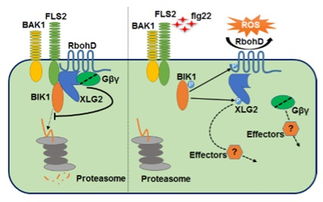 Hterotrimeric G Proteins Regulate Plant Immunity